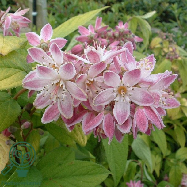 Stjernetop 'Strawberry Fields'