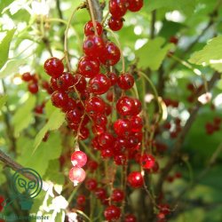 Ribs 'Jonkheer Van Tets' opstammet