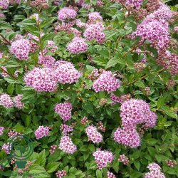 Spir�a 'Newport Dwarf'