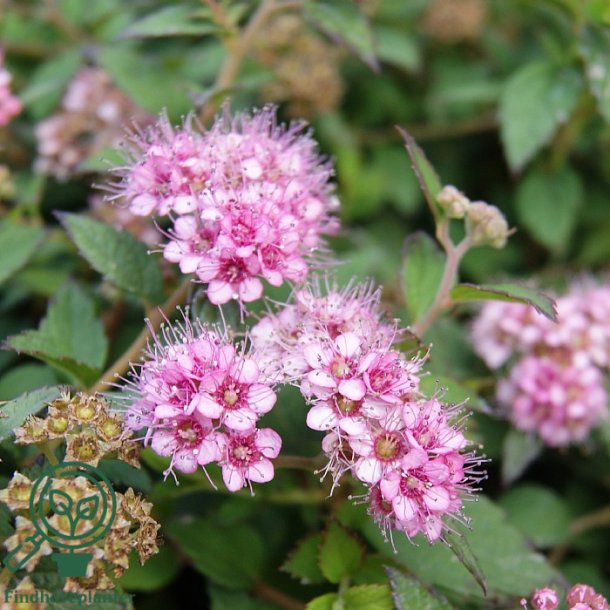 Spir�a 'Newport Dwarf'