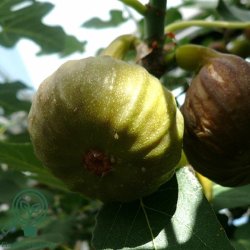 Figentr� Bornholmsk