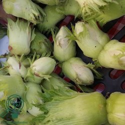 Hasseln�d 'Cosford'