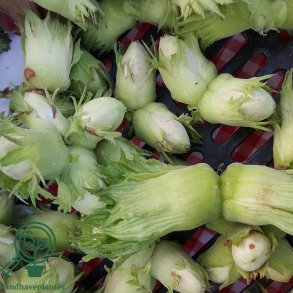 Hasseln�d 'Cosford'