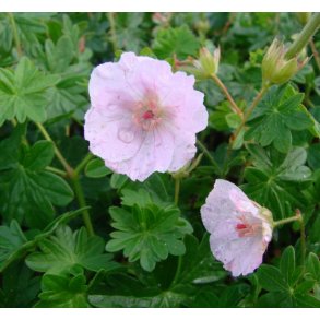 Storken�b 'Apfelbl�te'