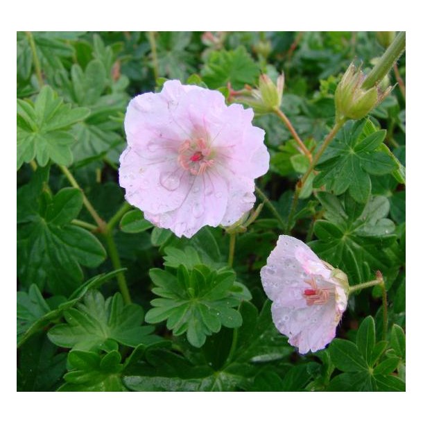 Storken�b 'Apfelbl�te'