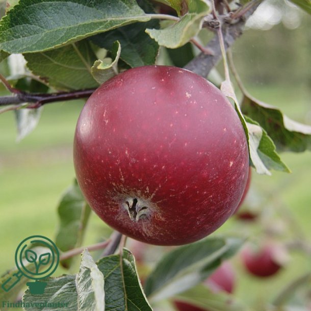 �bletr� "R�d Ingrid Marie"