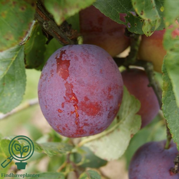 Blommetr� "Jubileum"