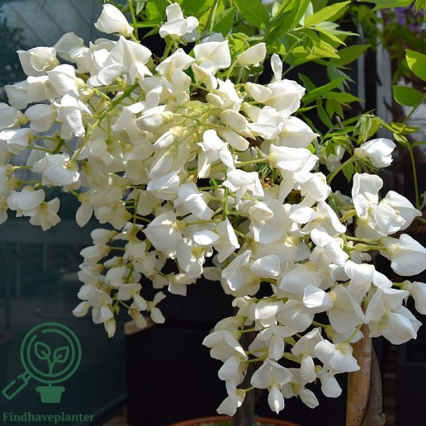 Bl�regn 'Kapitan Fuji'