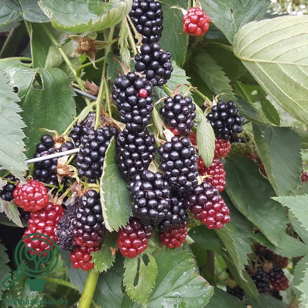 Bromb�r 'Triple Crown'