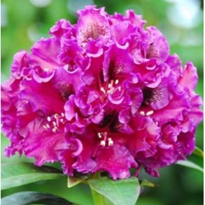 Rhododendron 'Dramatic Dark'
