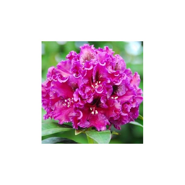 Rhododendron 'Dramatic Dark'