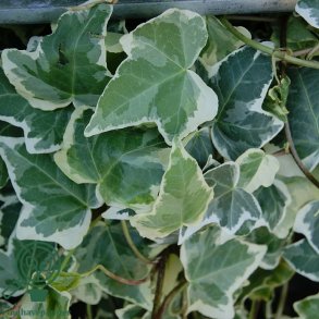 Hedera helix 'Koldinghus'