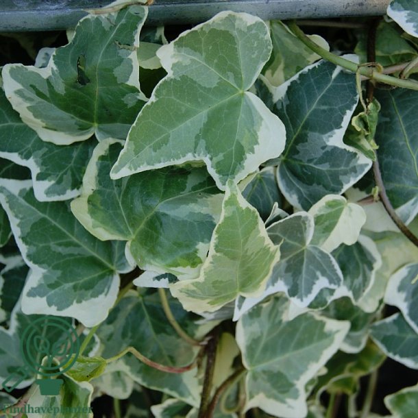 Hedera helix 'Koldinghus'