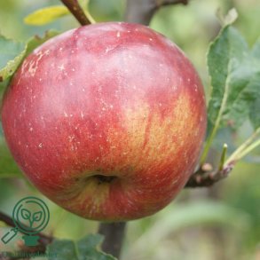 �bletr� 'Spartan'