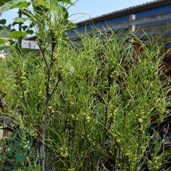 T�rstetr� 'Fine Line'