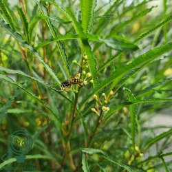 T�rstetr� 'Fine Line'