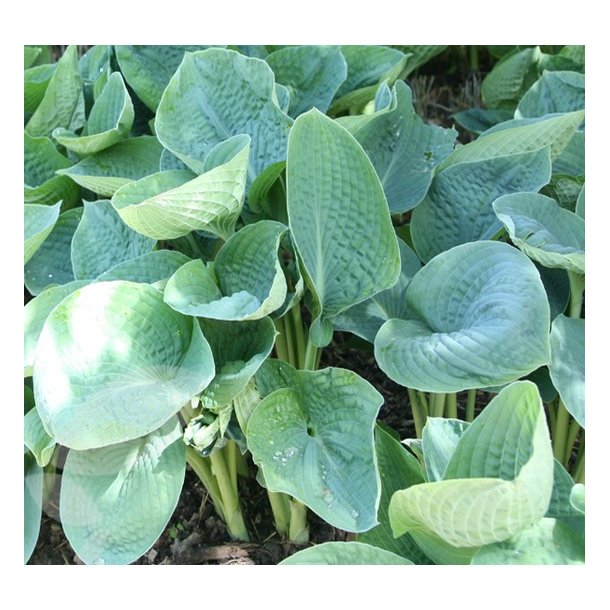Hosta 'Big Daddy'