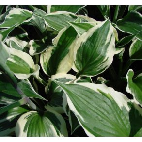 Hosta 'Patriot'