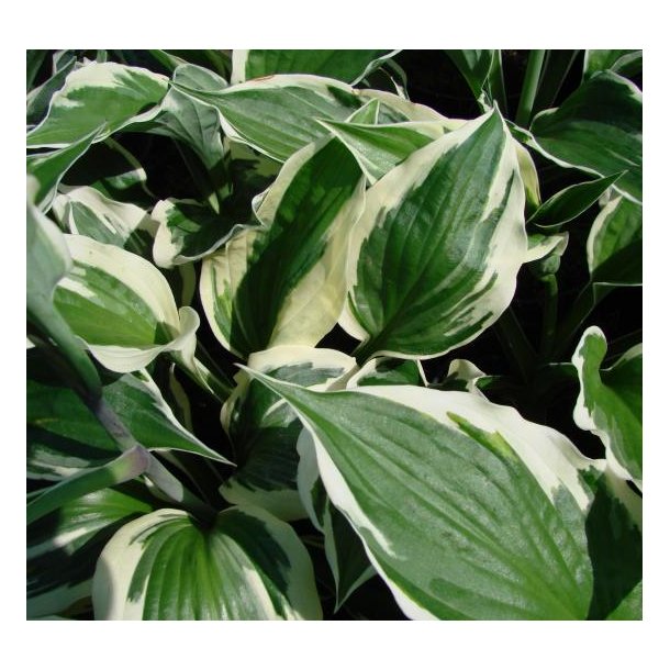 Hosta 'Patriot'