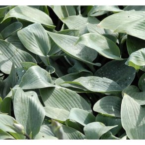 Hosta 'Halcyon'
