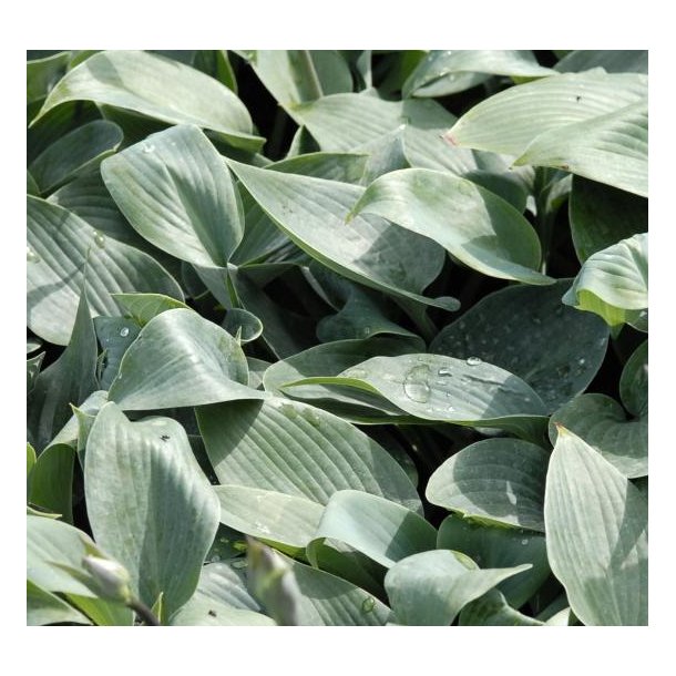 Hosta 'Halcyon'