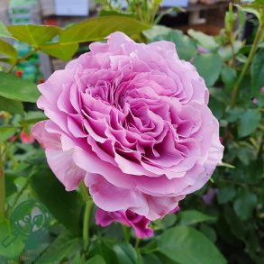 Rose 'Lavender Ice'