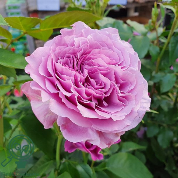Rose 'Lavender Ice'