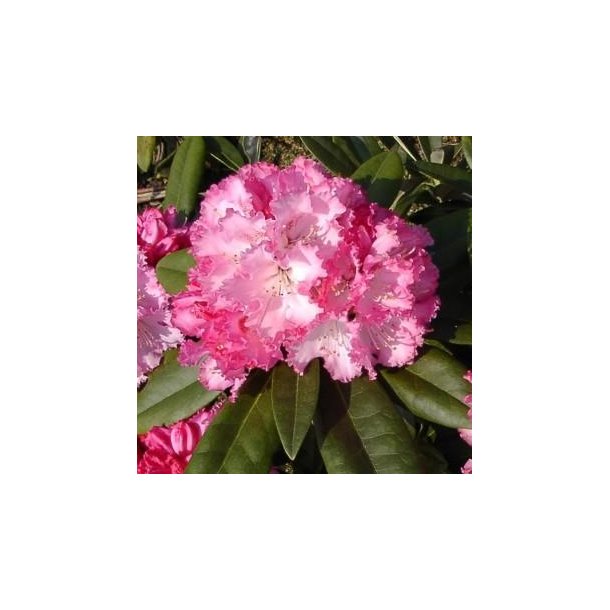 Rhododendron 'Arabella'