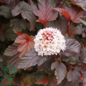 Bl�respirea