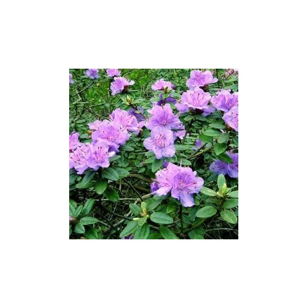 Dv�rgrhododendron 'Ramapo'