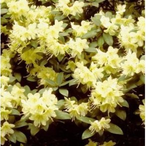 Dv�rgrhododendron 'Princess Anne'