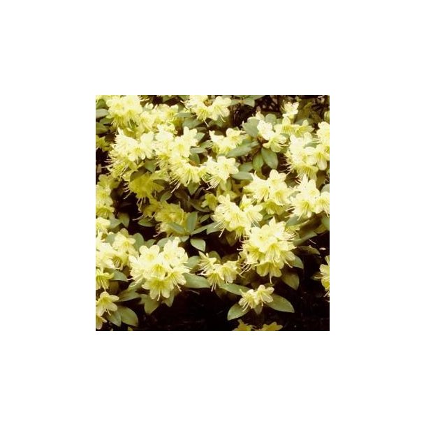 Dv�rgrhododendron 'Princess Anne'