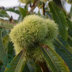 Kastanje 'Marigoule'