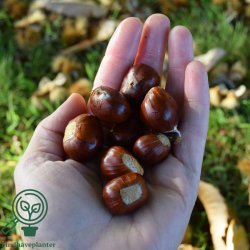 Kastanje 'Marigoule'