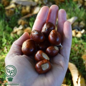 Kastanje 'Marigoule'