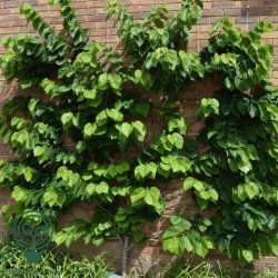 Judastr� 'Avondale'