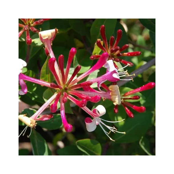 Kaprifolie 'Red World'