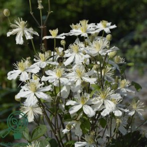 Clamatis 'Paul Farges'