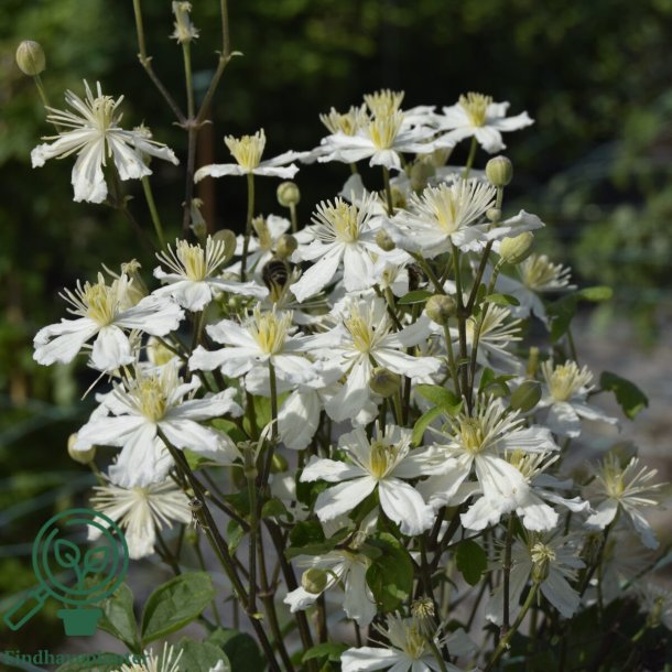 Clamatis 'Paul Farges'