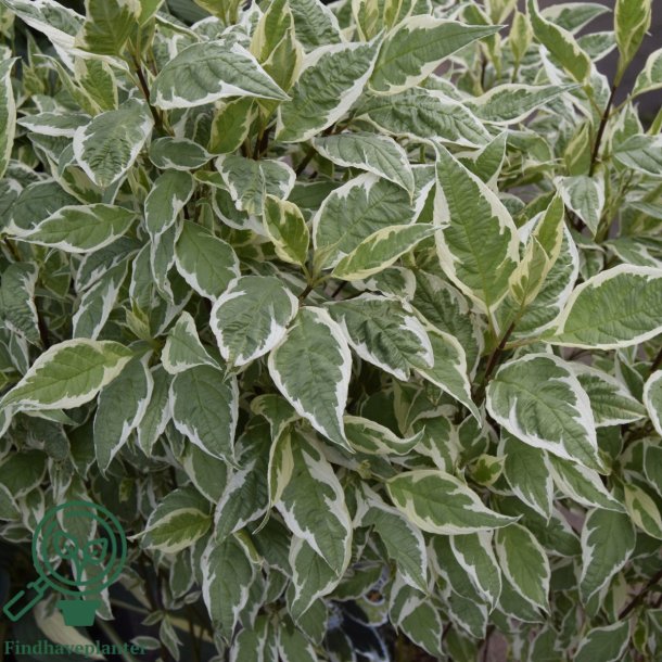 Kornel sibirica "Varigata"