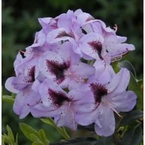 Rhododendron 'Metallica'