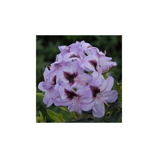 Rhododendron 'Metallica'