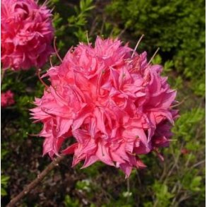 Azalea 'Homebush'