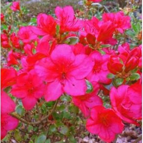 Rhododendron jap. 'Little Red'