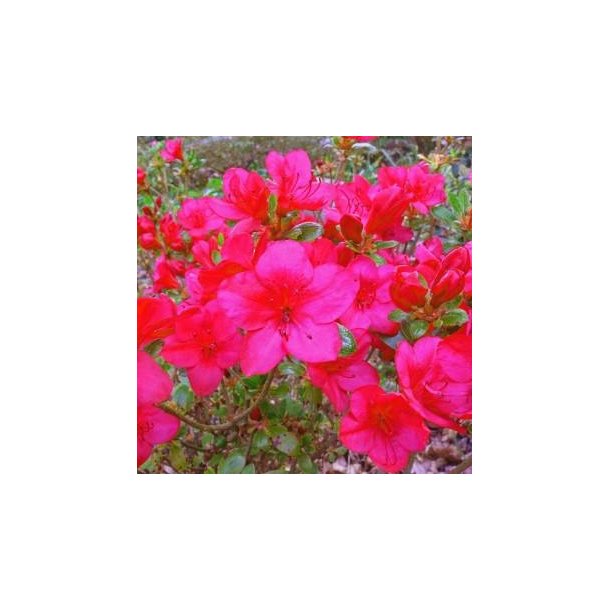 Rhododendron jap. 'Little Red'