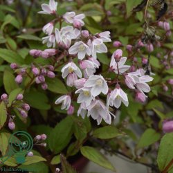 Stjernetop (Lille) "Yuki Cherry Blossom"