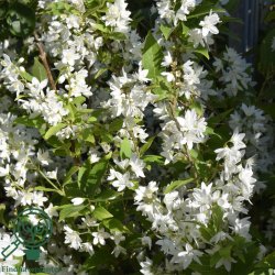 Syren (Dv�rg) 'Dark Purple'