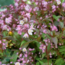 Stjernetop (Lille) "Yuki Cherry Blossom"