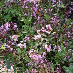 Stjernetop (Lille) "Yuki Cherry Blossom"