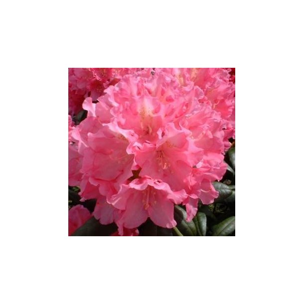 Rhododendron yak. 'Polaris'